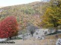 گزارش تصویری از فصل پاییز در جنگل ابر شاهرود